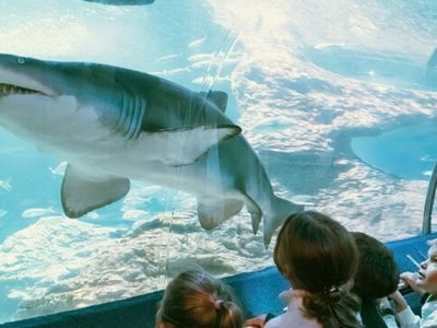 Children watching a shark swim overhead in the tunnel at AQWA