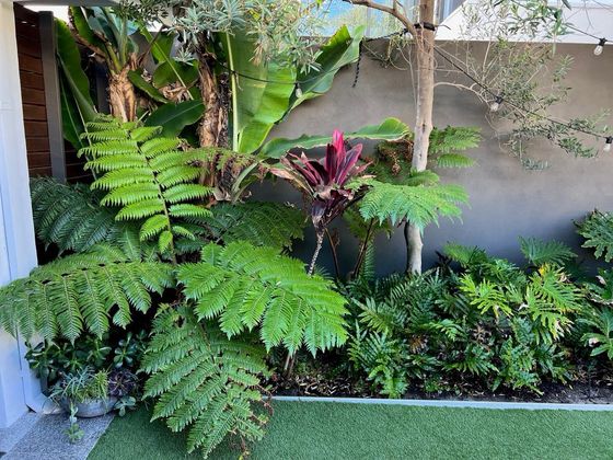 Tree ferns and broad tropical leaves against the garden wall