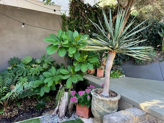 Dragon tree in a stone pot beside the garden deck
