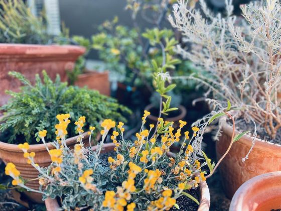 Potted flowers in the garden